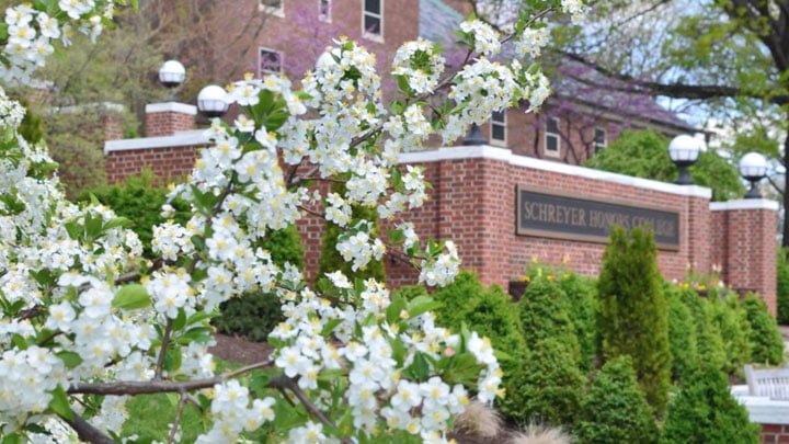 The brick front sign of the Schreyer Honors College seen through white and yellow tree flowers.