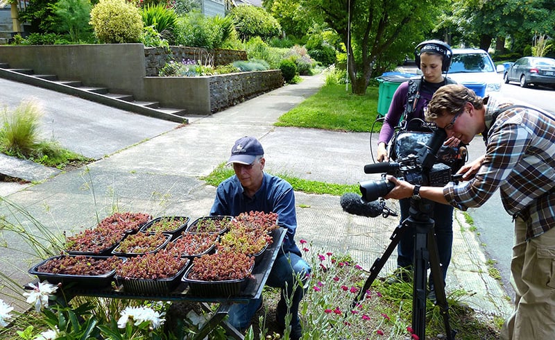 A videographer and audio engineer capturing footage while a gardener prepares to plant a tray of plants in a green infrastructure roadside planting utilized to slow down rainfall water runoff.